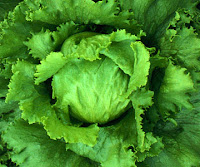 Lettuce – more than it seems