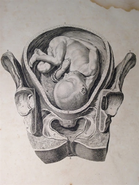 Book of the Month: William Smellie's Sett of Anatomical Tables